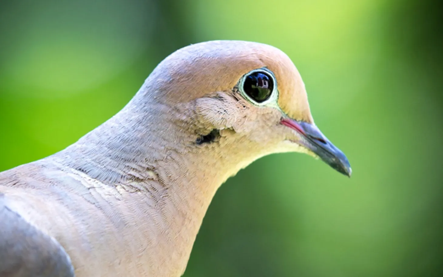 Three doves, a sleepy bee, and one ambitious spider